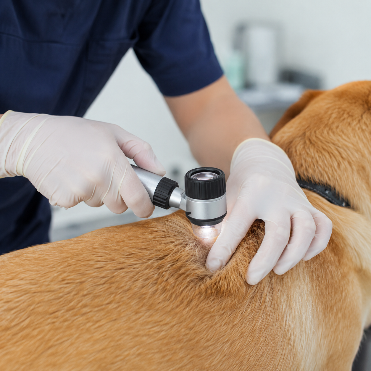 Dermatologia veterinária na União Pet em São Bento do Sul